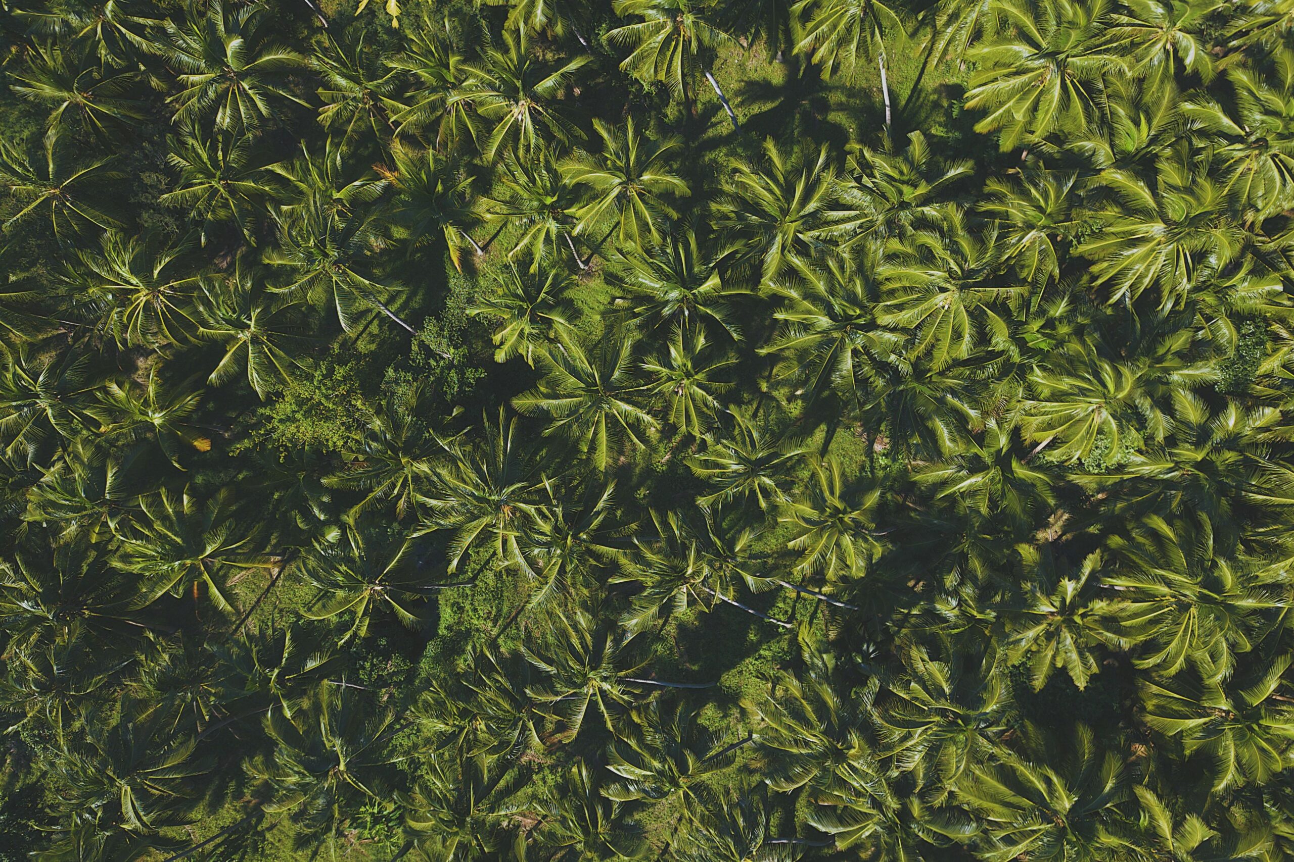 A stunning aerial view of dense coconut tree canopy, showcasing vibrant greenery and natural beauty.